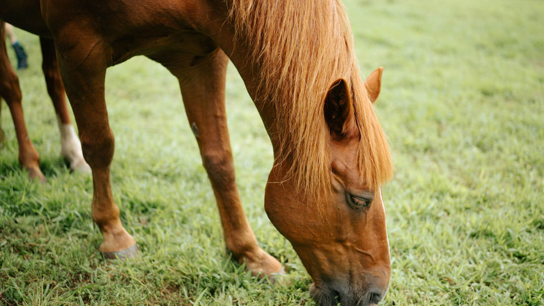 The Best Horse Paddock Grass Seed Mix for Healthy Grazing and Long-Lasting Pasture