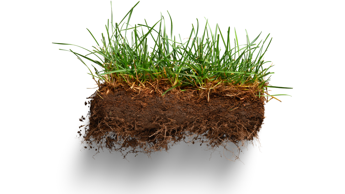 Green Garden Premium Lawn: How to Create a Strong, Healthy Lawn That Lasts