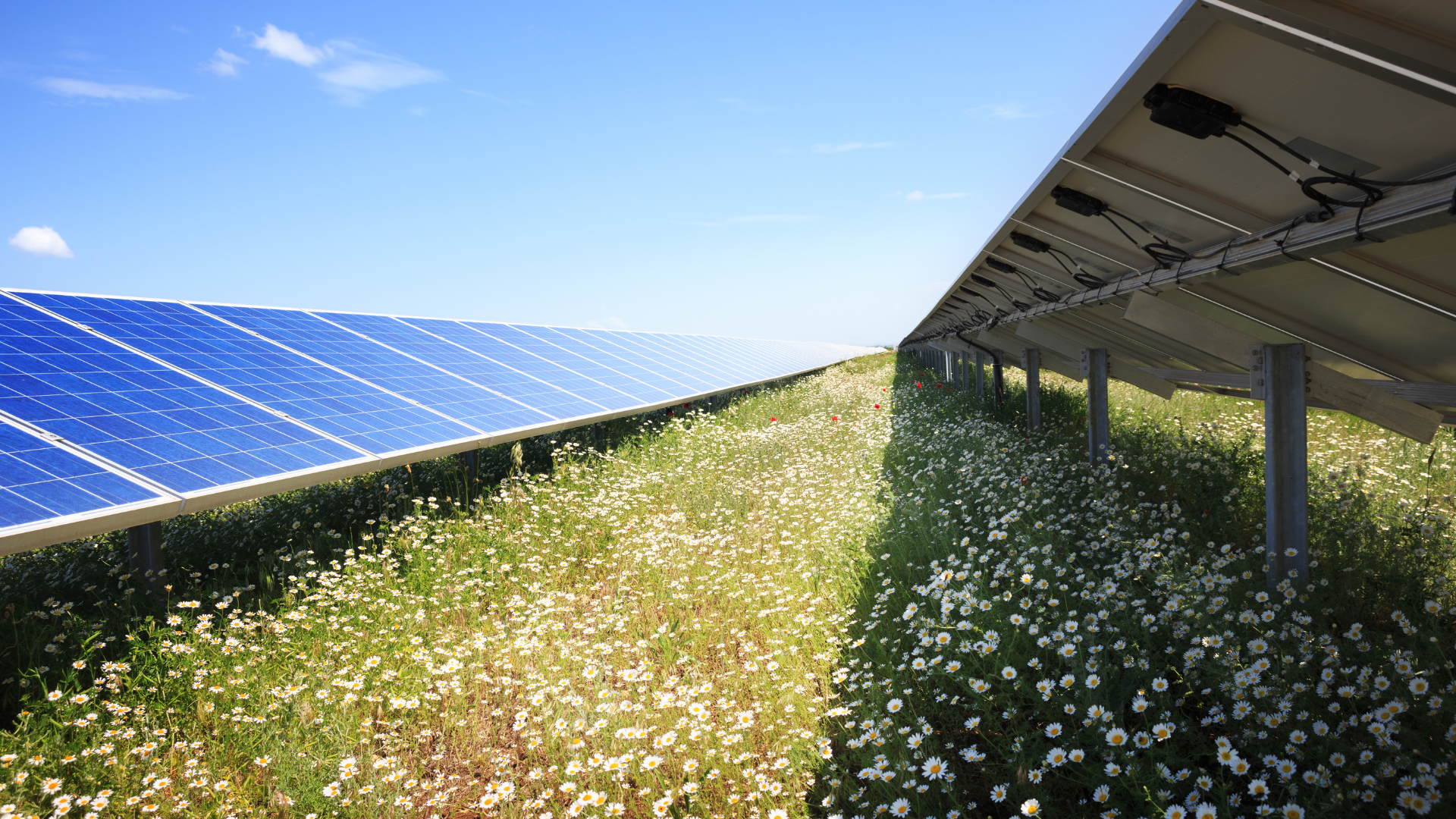 Solar Park Grazing with Clover: A Durable Grazing Seed Mix for Solar Farms