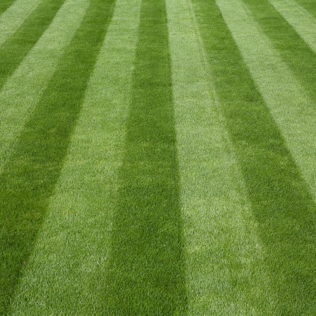 Green Garden Premium Lawn