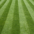 Green Garden Premium Lawn