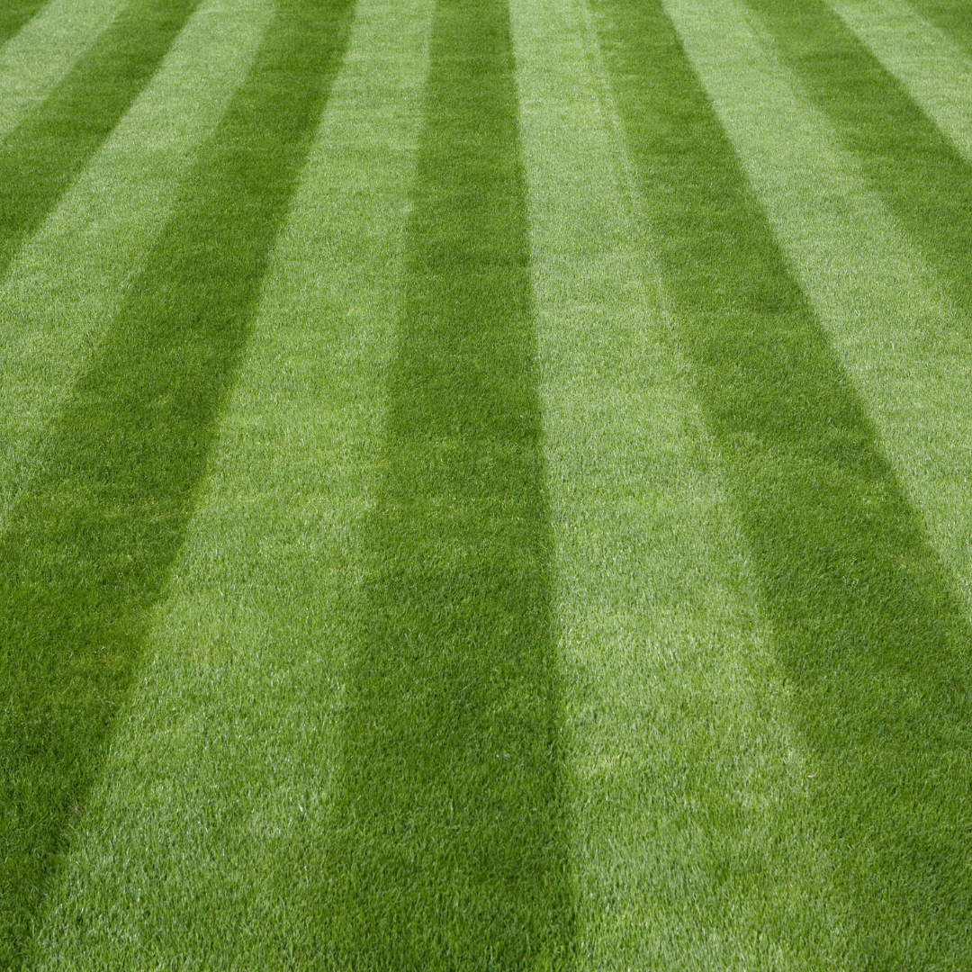 Green Garden Premium Lawn