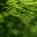 Green Garden Shaded Lawn