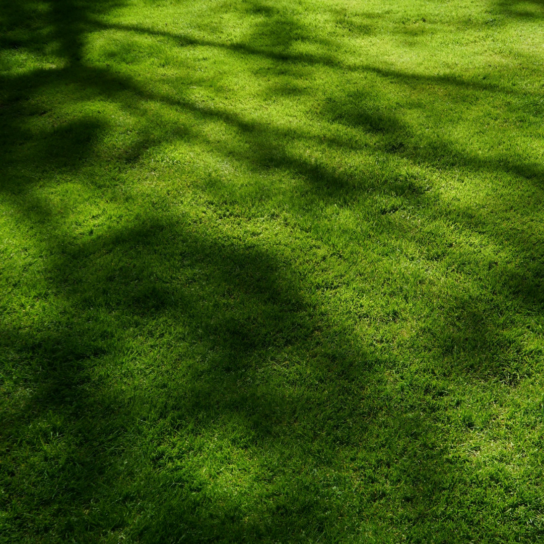 Green Garden Shaded Lawn