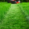Green Garden Economy Lawn