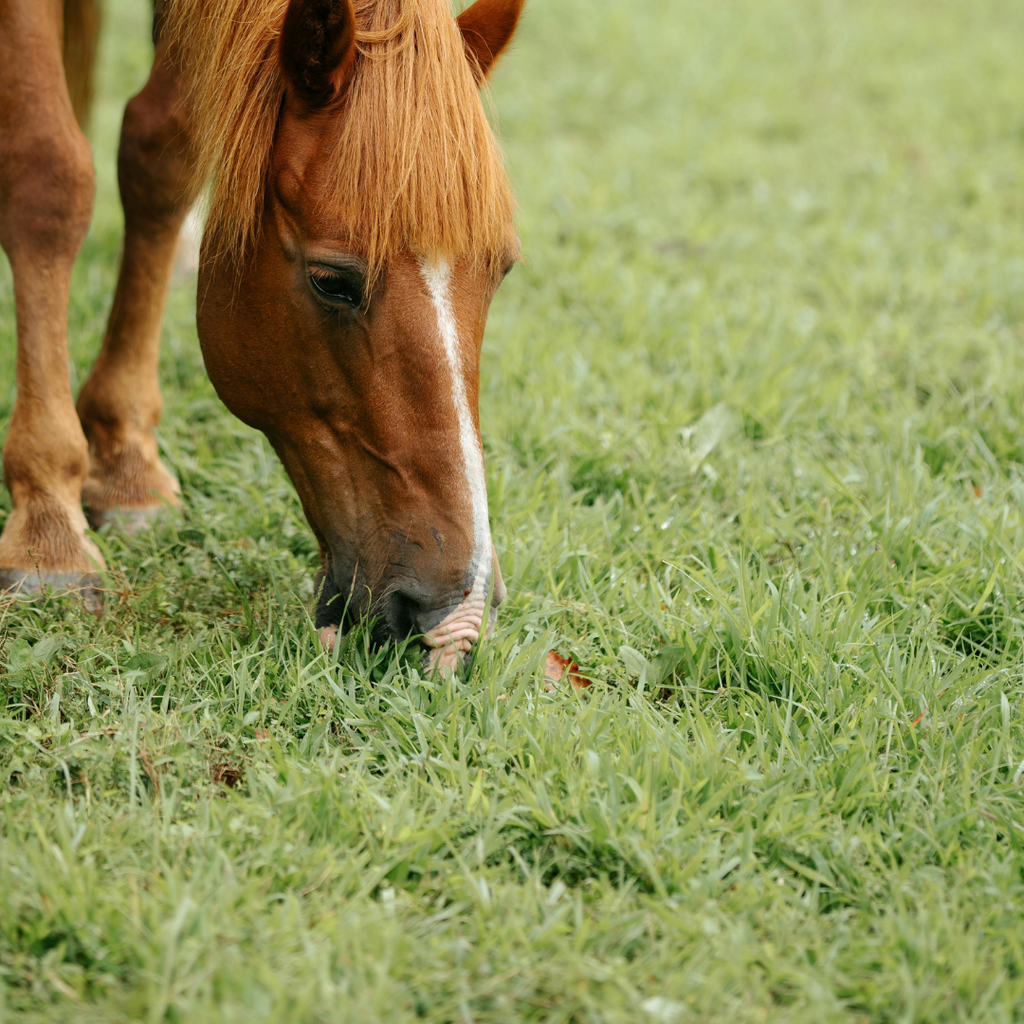 Laminitic Horse and Pony Paddock