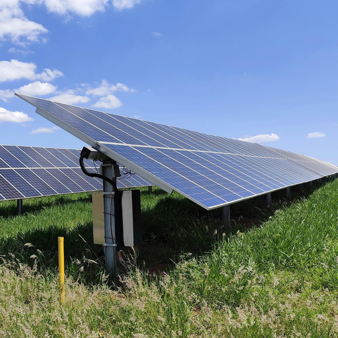 Solar Park Grazing (without Clover)