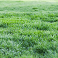 Garden for Nature Lawn