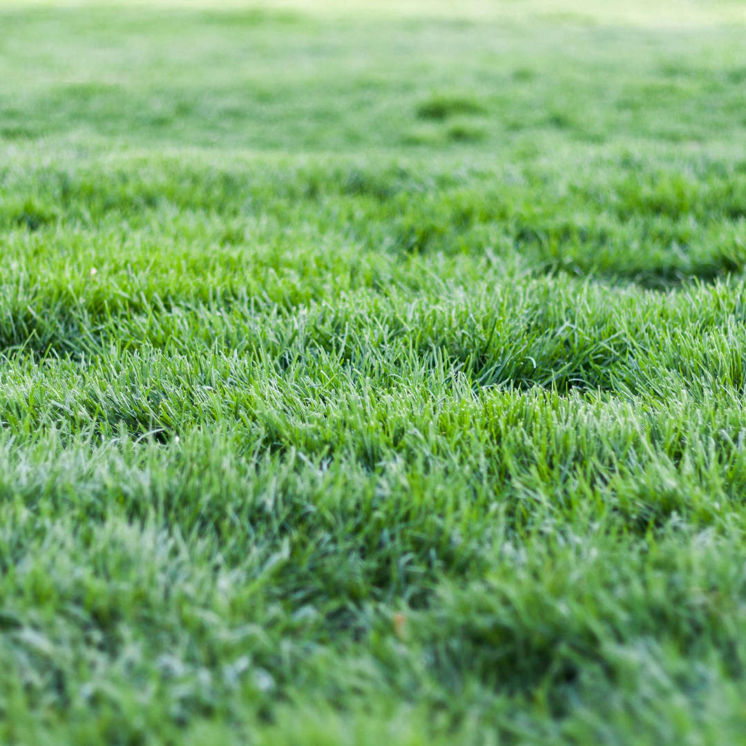 Garden for Nature Lawn