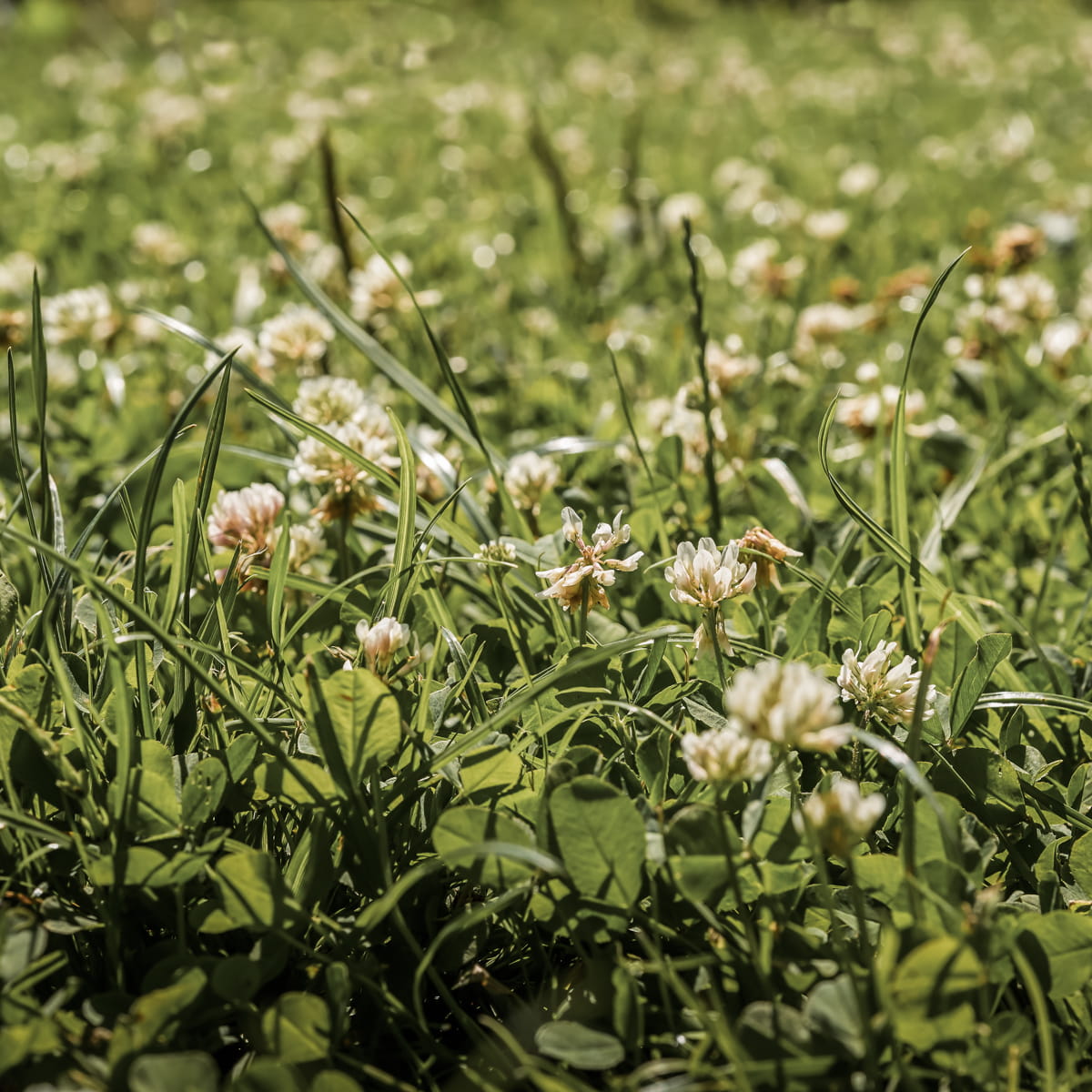 Clover Lawn