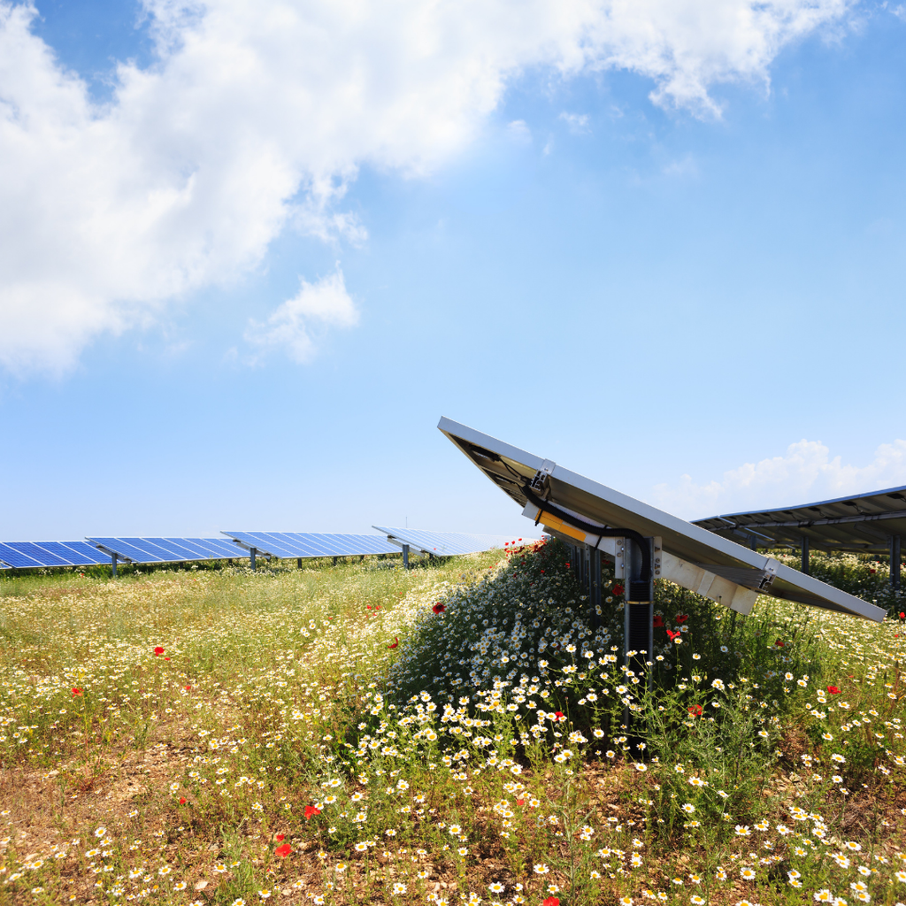 Solar Park Wildflower Mix
