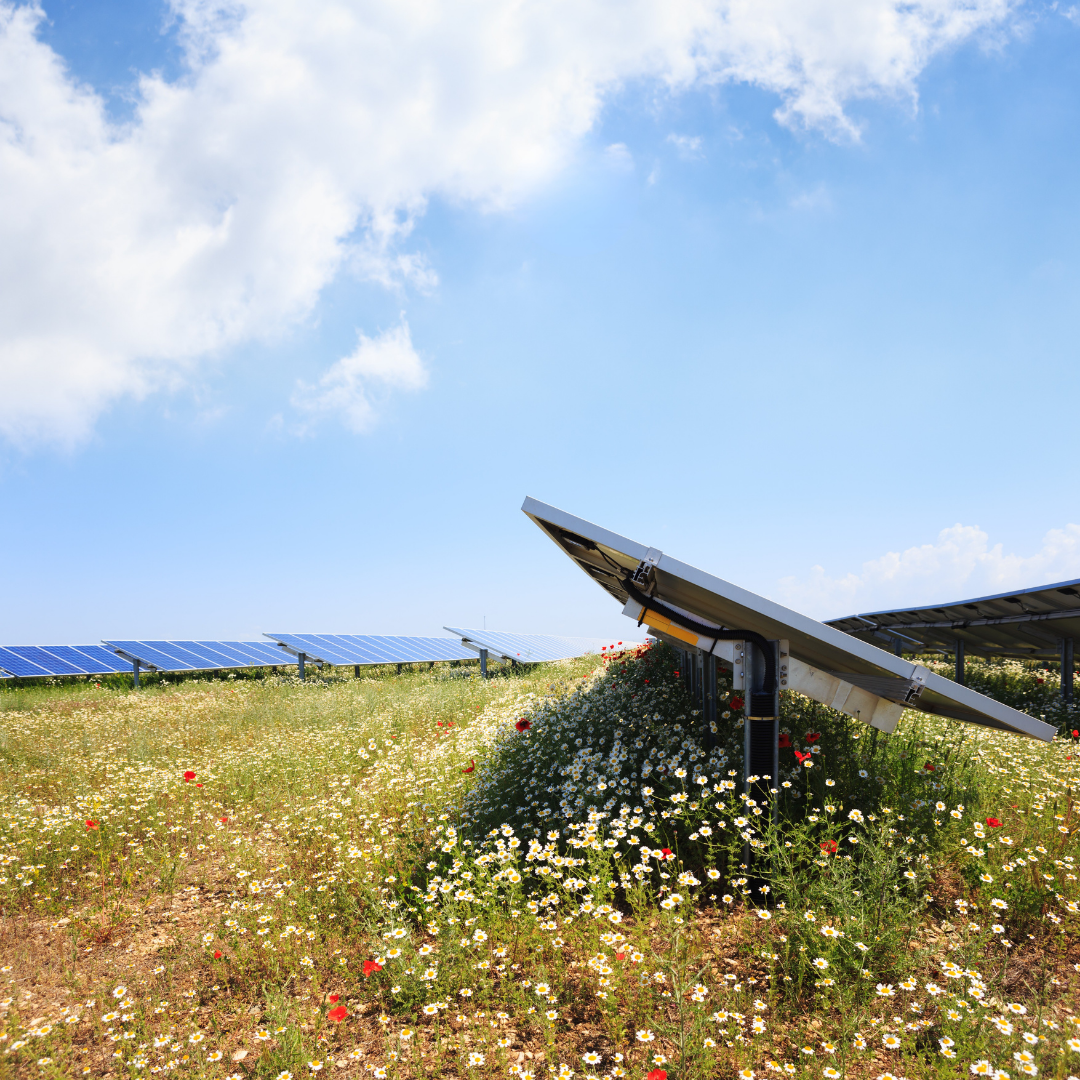 Solar Park Wildflower Mix