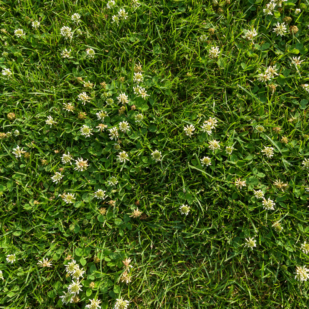 Garden for Nature Lawn