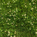 Garden for Nature Lawn